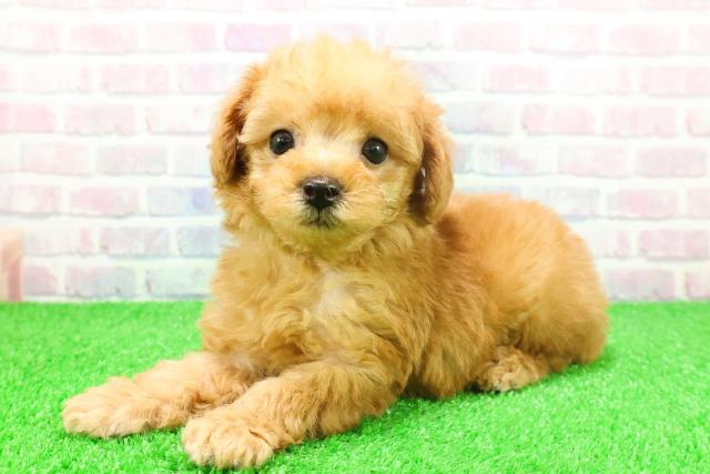 東京都のトイプードル(トイ) (Coo&RIKU阿佐ヶ谷店/2025年11月23日生まれ/男の子/アプリコット)の子犬の2枚目の画像