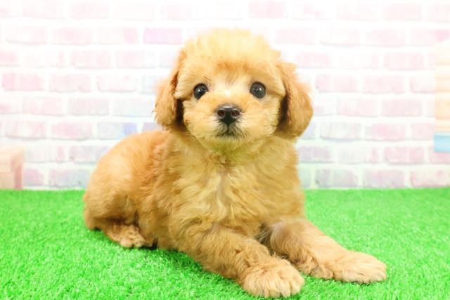 東京都のトイプードル(トイ) (Coo&RIKU阿佐ヶ谷店/2025年11月23日生まれ/男の子/アプリコット)の子犬の3枚目の画像