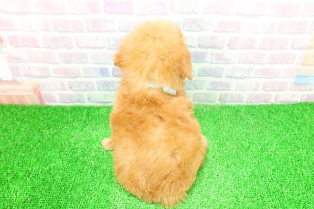 東京都のトイプードル(トイ) (Coo&RIKU阿佐ヶ谷店/2025年11月23日生まれ/男の子/アプリコット)の子犬の4枚目の画像