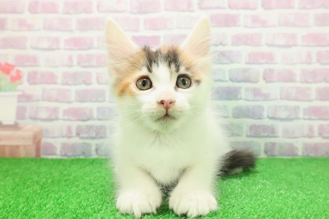 東京都のメインクーン (Coo&RIKU中野サンモール店/2025年11月26日生まれ/女の子/キャリコ)の子猫の1枚目の画像