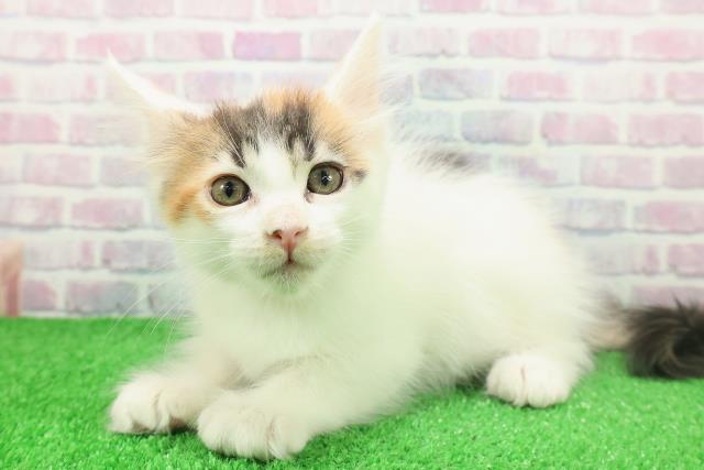 東京都のメインクーン (Coo&RIKU中野サンモール店/2025年11月26日生まれ/女の子/キャリコ)の子猫の2枚目の画像