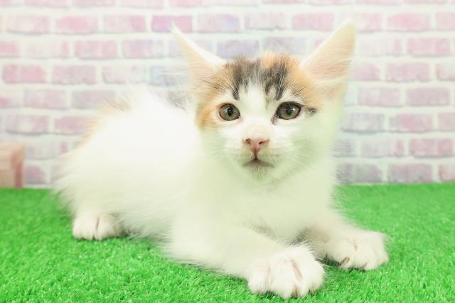 東京都のメインクーン (Coo&RIKU中野サンモール店/2025年11月26日生まれ/女の子/キャリコ)の子猫の3枚目の画像