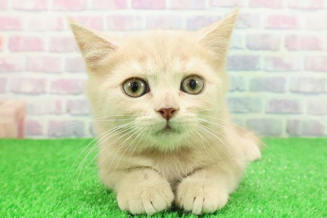 東京都のブリティッシュショートヘアー (Coo&RIKU広尾店/2025年11月9日生まれ/女の子/クリーム)の子猫の1枚目の画像