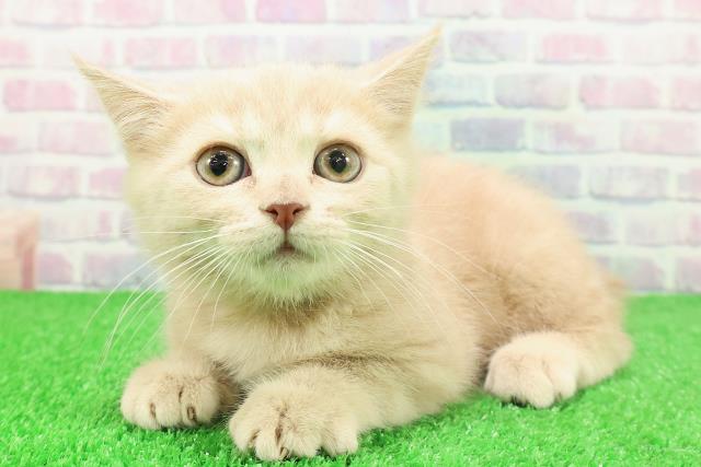 東京都のブリティッシュショートヘアー (Coo&RIKU広尾店/2025年11月9日生まれ/女の子/クリーム)の子猫の2枚目の画像