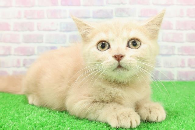 東京都のブリティッシュショートヘアー (Coo&RIKU広尾店/2025年11月9日生まれ/女の子/クリーム)の子猫の3枚目の画像