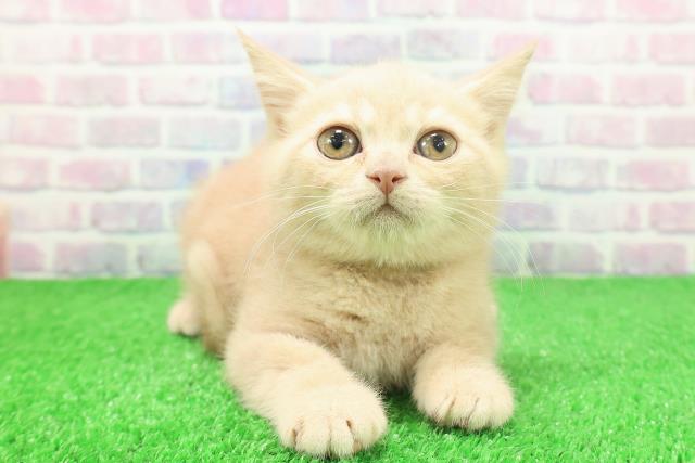 東京都のブリティッシュショートヘアー (Coo&RIKU阿佐ヶ谷店/2025年11月9日生まれ/女の子/クリーム)の子猫の1枚目の画像