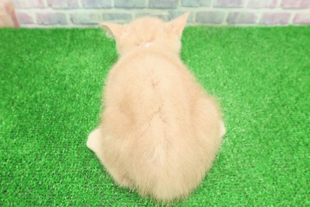 東京都のブリティッシュショートヘアー (Coo&RIKU阿佐ヶ谷店/2025年11月9日生まれ/女の子/クリーム)の子猫の4枚目の画像