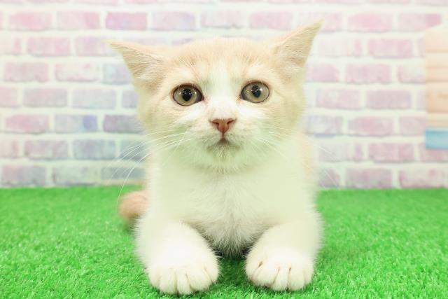 東京都のブリティッシュショートヘアー (Coo&RIKU秋葉原店/2025年11月9日生まれ/女の子/クリームホワイト)の子猫の1枚目の画像