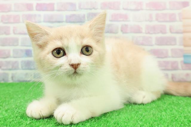 東京都のブリティッシュショートヘアー (Coo&RIKU秋葉原店/2025年11月9日生まれ/女の子/クリームホワイト)の子猫の2枚目の画像