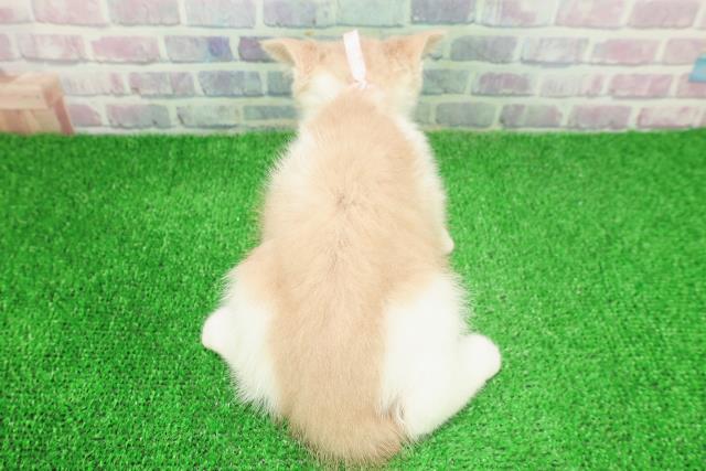 東京都のブリティッシュショートヘアー (Coo&RIKU秋葉原店/2025年11月9日生まれ/女の子/クリームホワイト)の子猫の4枚目の画像