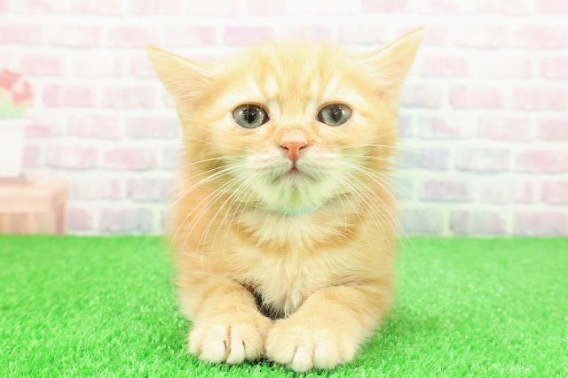 東京都のミヌエット (Coo&RIKU高円寺店/2025年11月13日生まれ/男の子/レッドタビー)の子猫の1枚目の画像