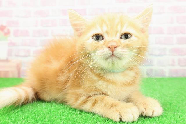 東京都のミヌエット (Coo&RIKU高円寺店/2025年11月13日生まれ/男の子/レッドタビー)の子猫の3枚目の画像