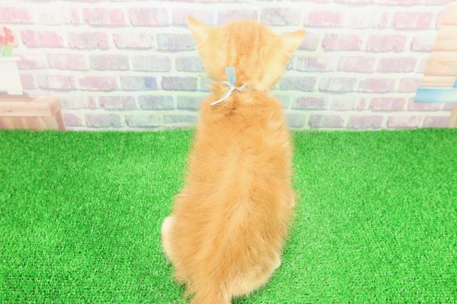 東京都のミヌエット (Coo&RIKU高円寺店/2025年11月13日生まれ/男の子/レッドタビー)の子猫の4枚目の画像