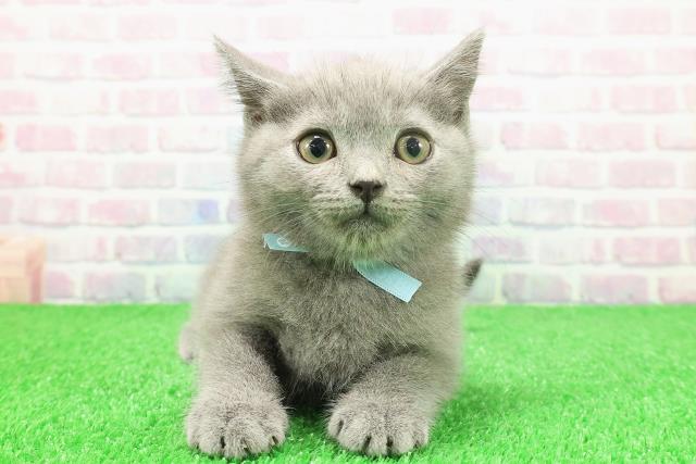 東京都のブリティッシュショートヘアー (Coo&RIKU浅草店/2025年11月17日生まれ/男の子/ブルー)の子猫の1枚目の画像