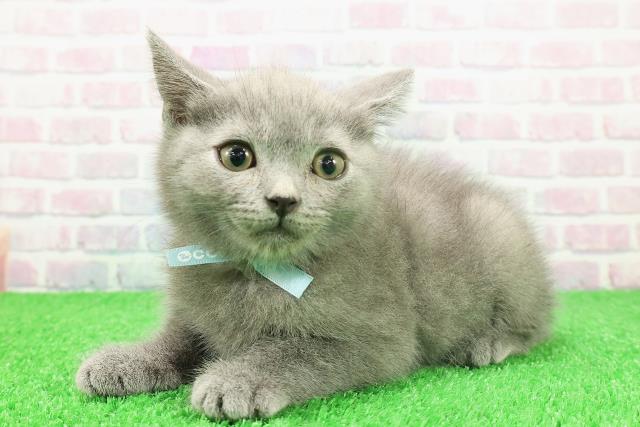 東京都のブリティッシュショートヘアー (Coo&RIKU浅草店/2025年11月17日生まれ/男の子/ブルー)の子猫の2枚目の画像