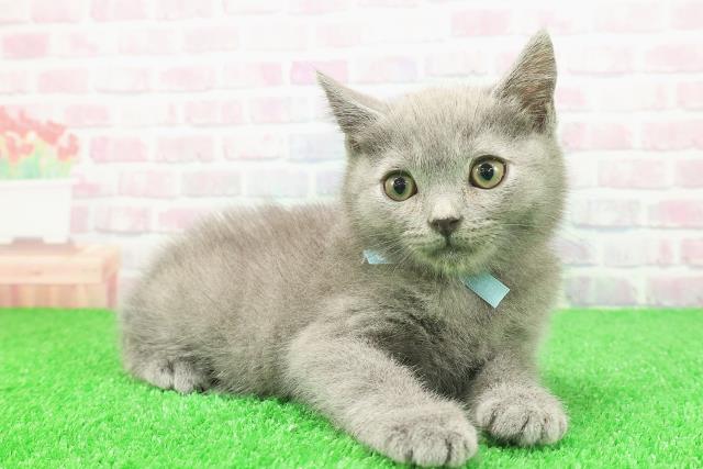 東京都のブリティッシュショートヘアー (Coo&RIKU浅草店/2025年11月17日生まれ/男の子/ブルー)の子猫の3枚目の画像
