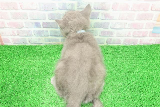 東京都のブリティッシュショートヘアー (Coo&RIKU浅草店/2025年11月17日生まれ/男の子/ブルー)の子猫の4枚目の画像