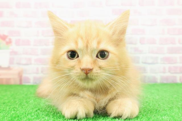 東京都のラガマフィン (Coo&RIKU中野サンモール店/2025年11月2日生まれ/男の子/レッドマッカレルタビー)の子猫の1枚目の画像