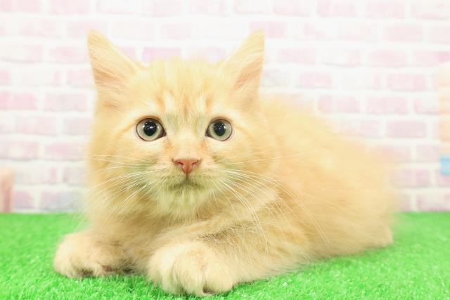 東京都のラガマフィン (Coo&RIKU中野サンモール店/2025年11月2日生まれ/男の子/レッドマッカレルタビー)の子猫の2枚目の画像