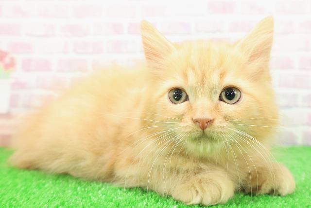 東京都のラガマフィン (Coo&RIKU中野サンモール店/2025年11月2日生まれ/男の子/レッドマッカレルタビー)の子猫の3枚目の画像