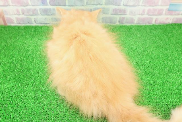 東京都のラガマフィン (Coo&RIKU中野サンモール店/2025年11月2日生まれ/男の子/レッドマッカレルタビー)の子猫の4枚目の画像