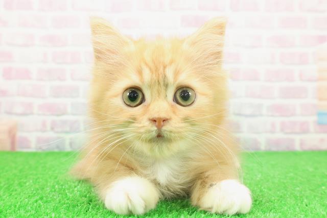 東京都のラガマフィン (Coo&RIKU新宿三丁目店/2025年11月2日生まれ/男の子/レッドマッカレルタビーホワイト)の子猫の1枚目の画像