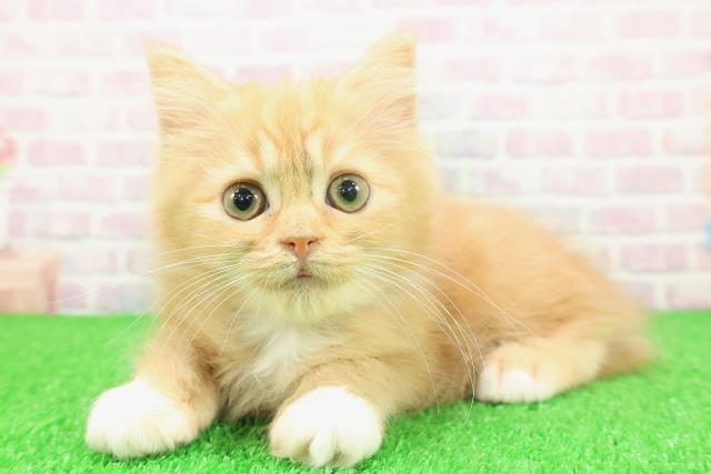 東京都のラガマフィン (Coo&RIKU新宿三丁目店/2025年11月2日生まれ/男の子/レッドマッカレルタビーホワイト)の子猫の2枚目の画像