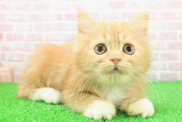 東京都のラガマフィン (Coo&RIKU新宿三丁目店/2025年11月2日生まれ/男の子/レッドマッカレルタビーホワイト)の子猫の3枚目の画像