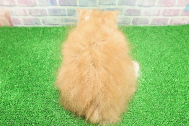 東京都のラガマフィン (Coo&RIKU新宿三丁目店/2025年11月2日生まれ/男の子/レッドマッカレルタビーホワイト)の子猫の4枚目の画像