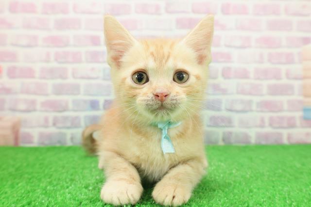 アメリカンショートヘアー