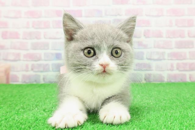 ブリティッシュショートヘアー