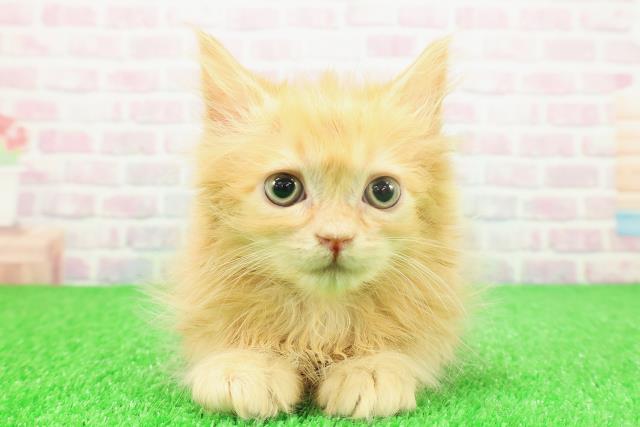 大阪府のラガマフィン (Coo&RIKU梅田店/2025年11月22日生まれ/男の子/レッドタビー)の子猫の1枚目の画像