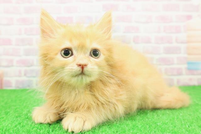 大阪府のラガマフィン (Coo&RIKU梅田店/2025年11月22日生まれ/男の子/レッドタビー)の子猫の2枚目の画像