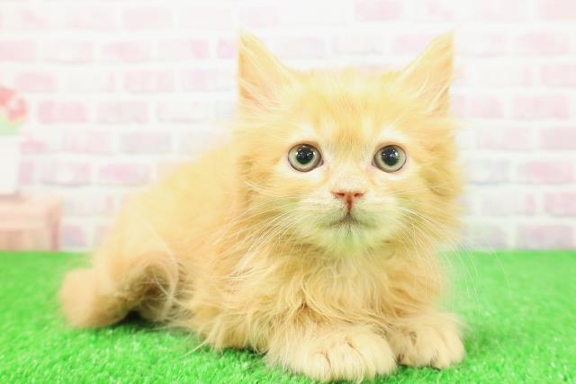 大阪府のラガマフィン (Coo&RIKU梅田店/2025年11月22日生まれ/男の子/レッドタビー)の子猫の3枚目の画像