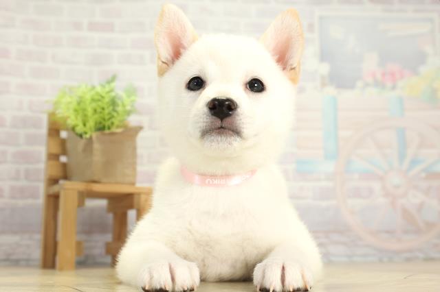 愛知県の柴犬(標準サイズ) (Coo&RIKU名古屋滝ノ水店/2025年11月25日生まれ/女の子/白)の子犬の1枚目の画像