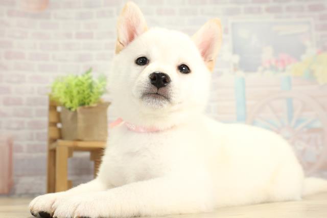 愛知県の柴犬(標準サイズ) (Coo&RIKU名古屋滝ノ水店/2025年11月25日生まれ/女の子/白)の子犬の3枚目の画像