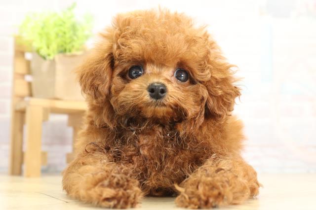 トイ・プードル