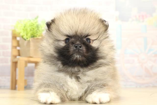 愛知県のポメラニアン (Coo&RIKU岡崎店/2025年11月24日生まれ/男の子/ウルフセーブル)の子犬の1枚目の画像