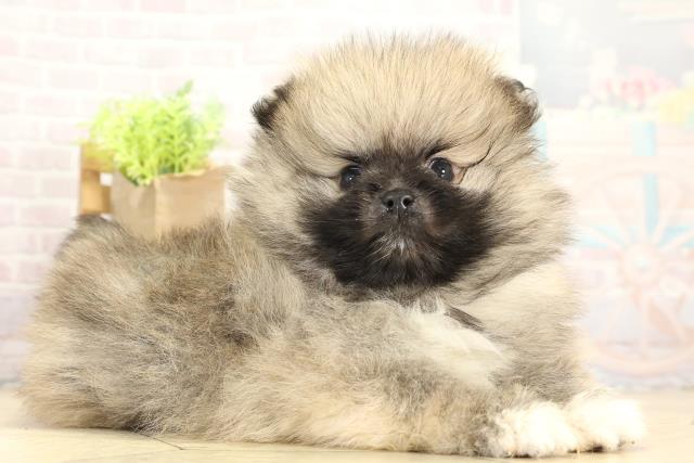 愛知県のポメラニアン (Coo&RIKU岡崎店/2025年11月24日生まれ/男の子/ウルフセーブル)の子犬の2枚目の画像