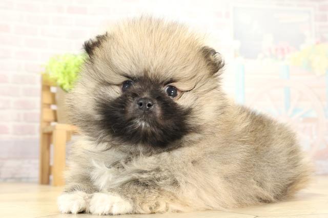 愛知県のポメラニアン (Coo&RIKU岡崎店/2025年11月24日生まれ/男の子/ウルフセーブル)の子犬の3枚目の画像