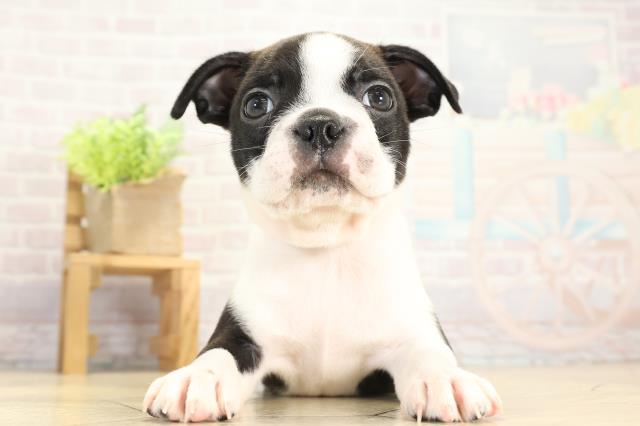 ボストンテリア