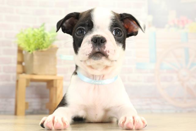 ボストンテリア