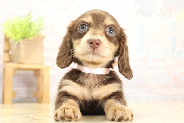 愛知県のミニチュアダックスフンド(ロング) (Coo&RIKU豊橋店/2025年11月25日生まれ/女の子/チョコレートタン)の子犬の1枚目の画像