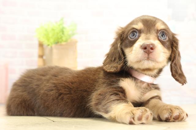 愛知県のミニチュアダックスフンド(ロング) (Coo&RIKU豊橋店/2025年11月25日生まれ/女の子/チョコレートタン)の子犬の2枚目の画像