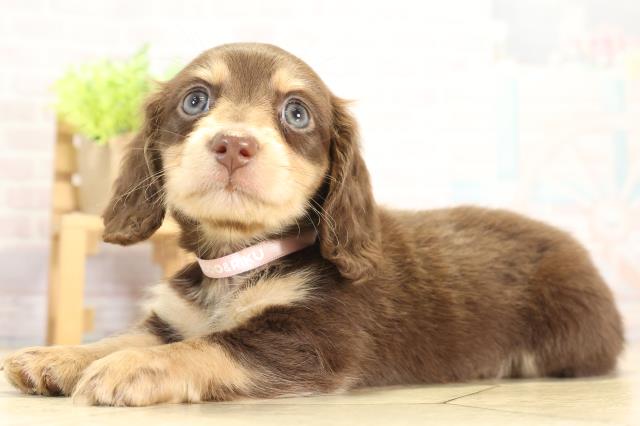 愛知県のミニチュアダックスフンド(ロング) (Coo&RIKU豊橋店/2025年11月25日生まれ/女の子/チョコレートタン)の子犬の3枚目の画像