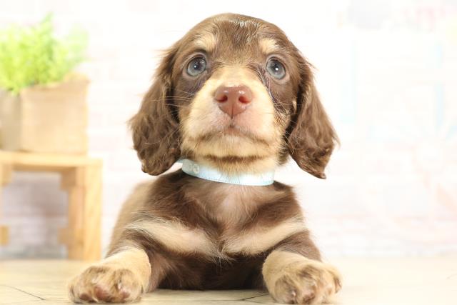 愛知県のミニチュアダックスフンド(ロング) (Coo&RIKU東海店/2025年11月25日生まれ/男の子/チョコレートタン)の子犬の1枚目の画像