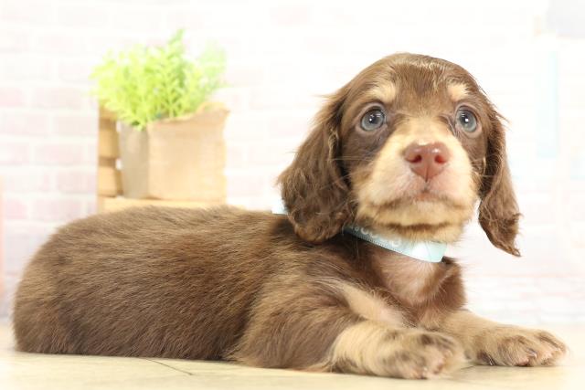 愛知県のミニチュアダックスフンド(ロング) (Coo&RIKU東海店/2025年11月25日生まれ/男の子/チョコレートタン)の子犬の2枚目の画像