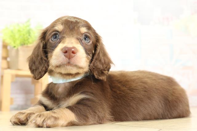 愛知県のミニチュアダックスフンド(ロング) (Coo&RIKU東海店/2025年11月25日生まれ/男の子/チョコレートタン)の子犬の3枚目の画像