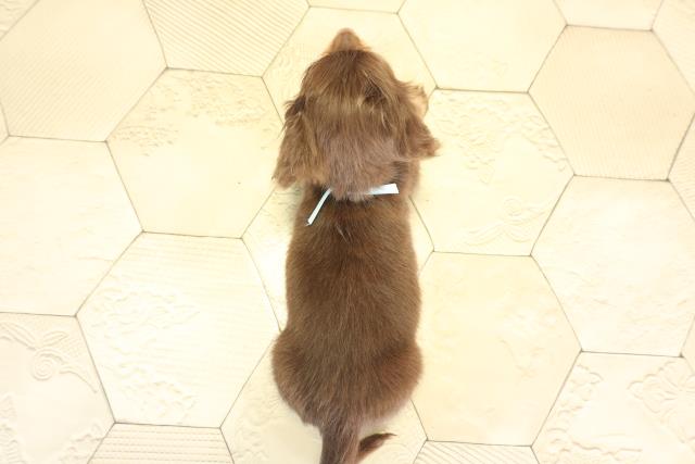 愛知県のミニチュアダックスフンド(ロング) (Coo&RIKU東海店/2025年11月25日生まれ/男の子/チョコレートタン)の子犬の4枚目の画像