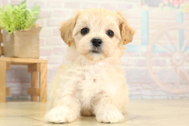愛知県のマルプー(マルチーズ×プードル) (Coo&RIKU豊田店/2025年11月25日生まれ/女の子/アプリコット)の子犬の1枚目の画像